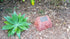 Memorial Rock Urn 1100 Large Single Red